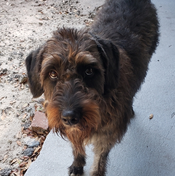 bordercollies85